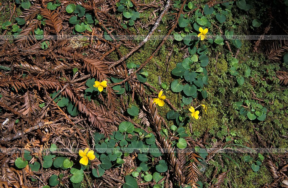 Viola sempervirens coastal redwood national park California