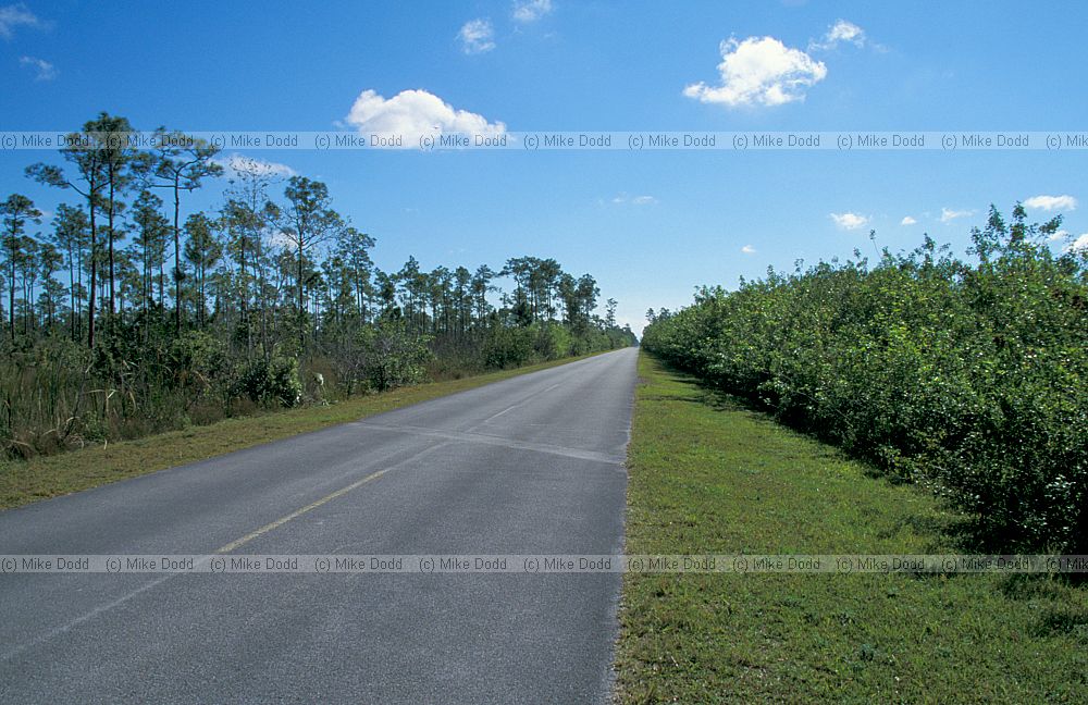 brazil pepper one side of road and native Pinus elliotii on other side of road Everglades Florida