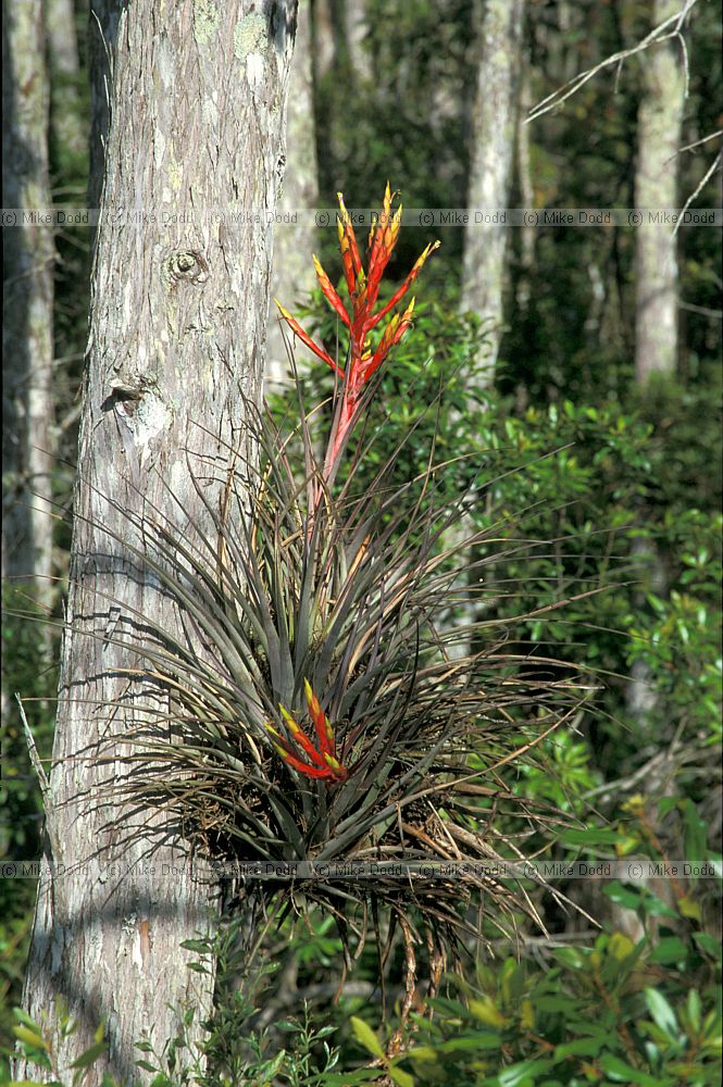 Bromeliads on Taxodium in Everglades Florida