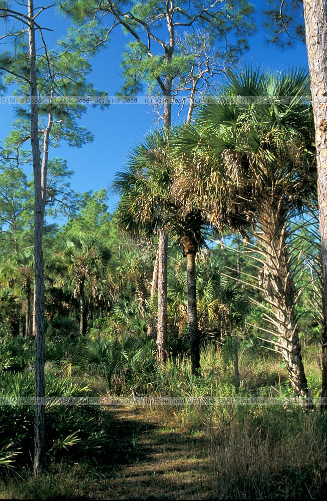 Corkscrew sanctuary everglades Florida