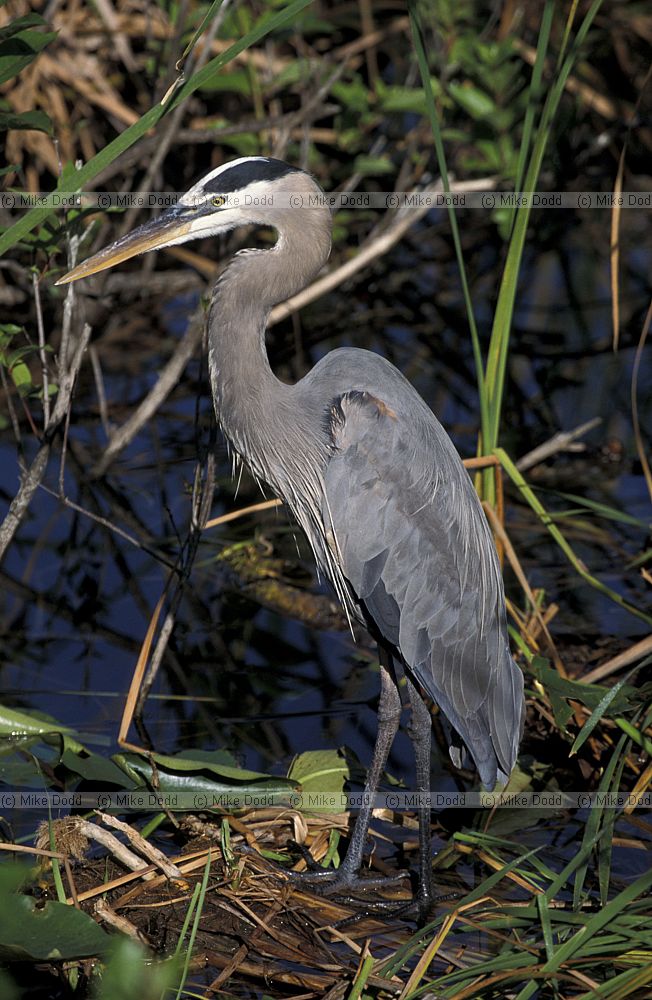 Great blue heron everglades Florida