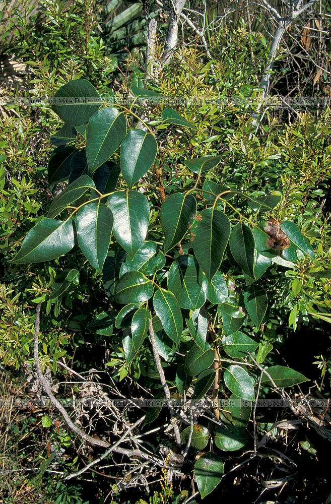 Metopium setiferum poison wood everglades Florida
