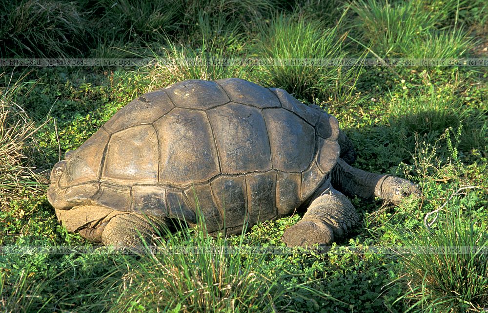 Tortoise Florida