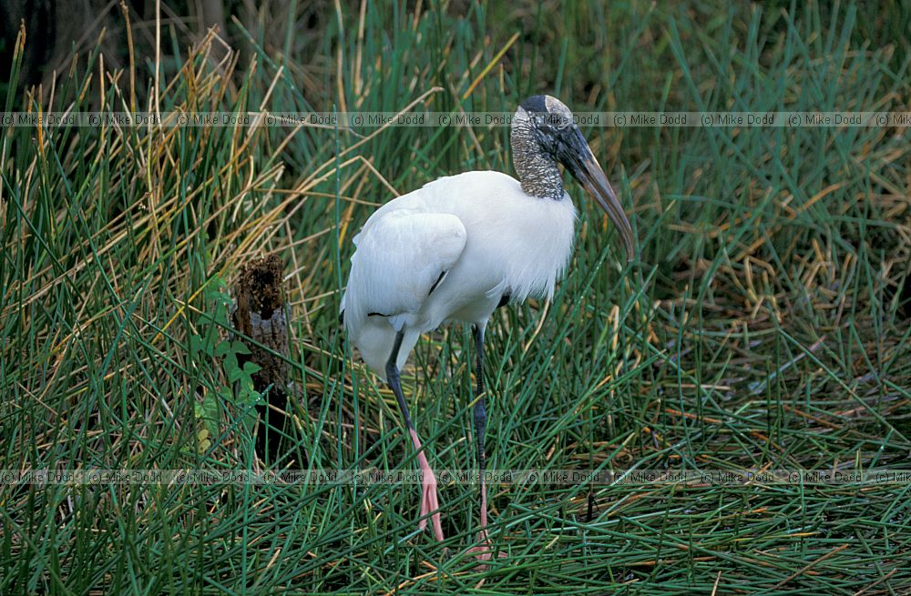 Wood stork Everglades Florida
