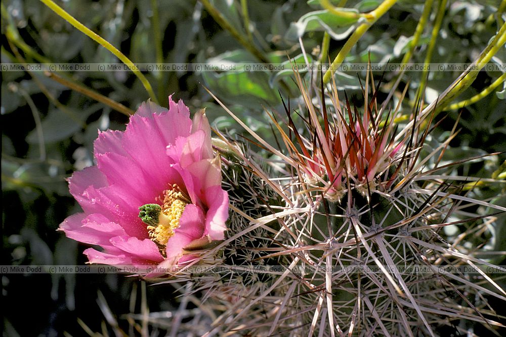 Cactus Sonora desert California