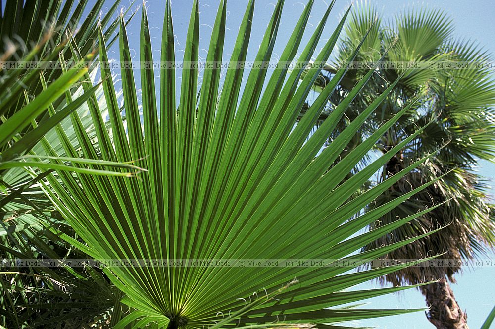 Palm leaf sonora desert California
