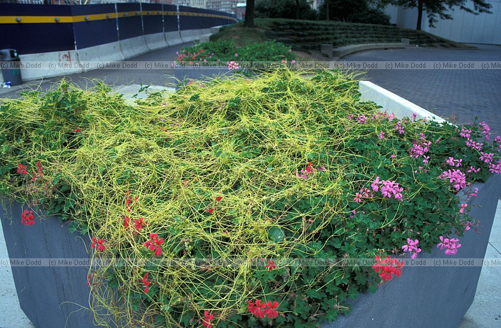 Cuscuta Dodder on Geraniums in planter