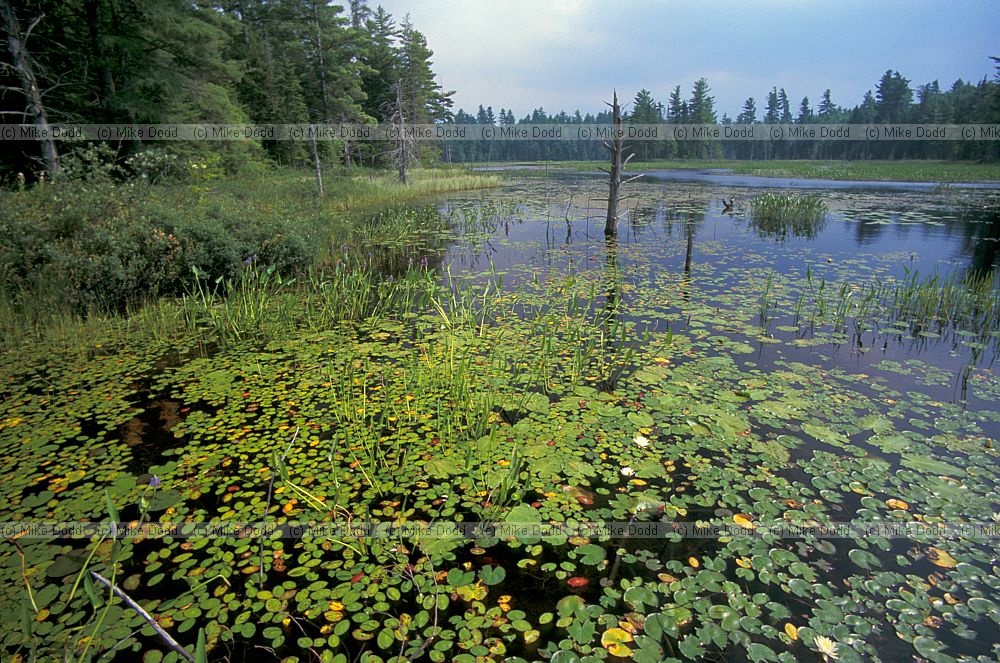 Beaver lake Paul Smiths reserve Adirondacks New York state