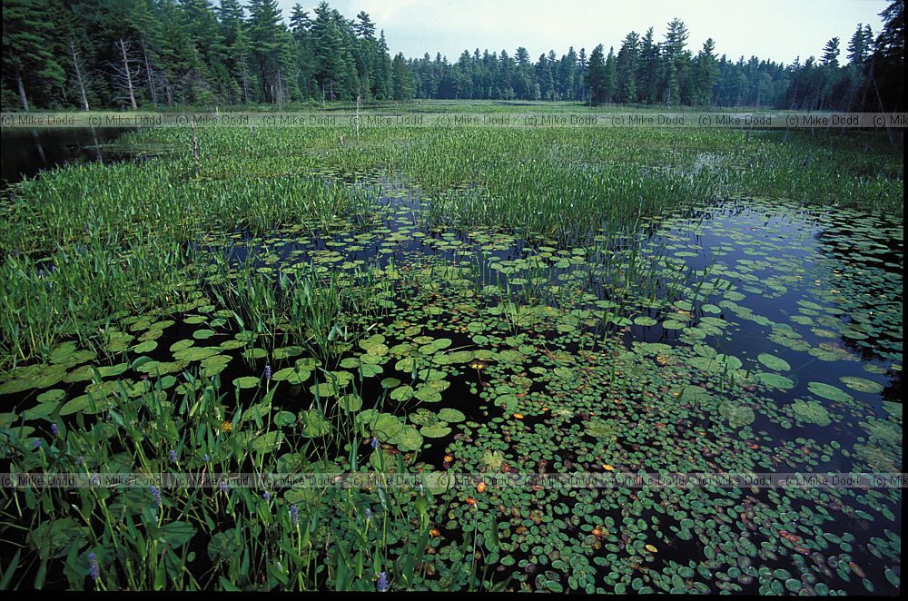 Beaver lake Paul Smiths reserve Adirondacks New York state