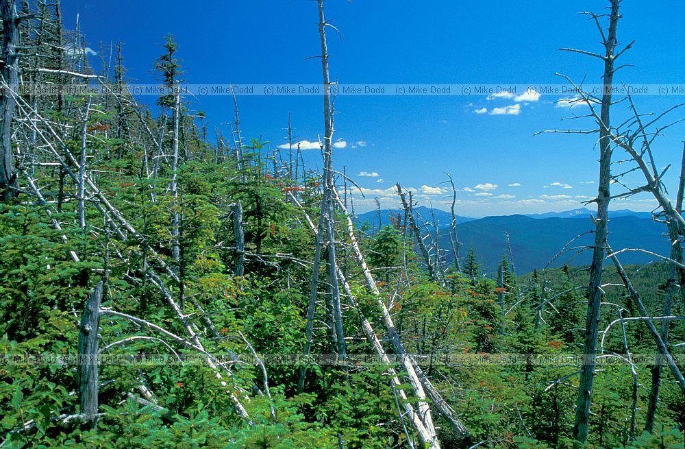 dead zone in fir wave Abies balsamea Balsam fir Whiteface mountain New York state