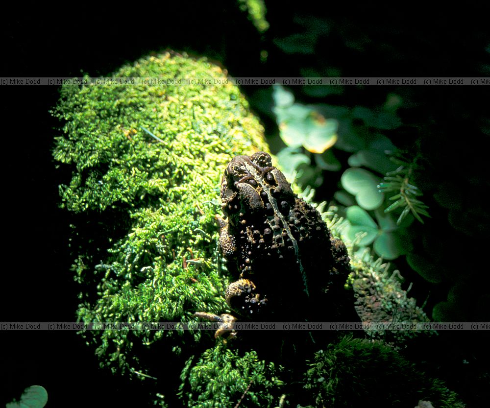 American toad Bufo americanus
