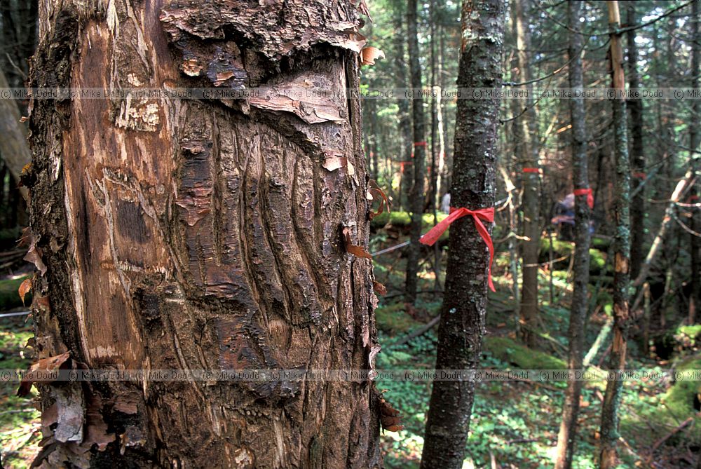 Clawmarks on tree Blackbear transect Whiteface mountain Adirondacks New York