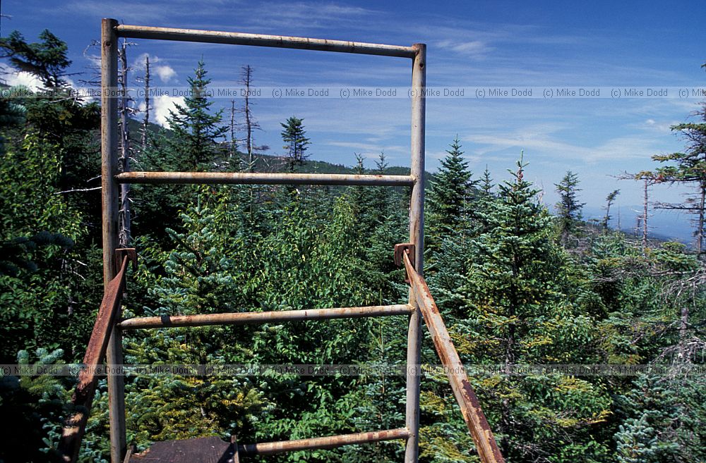 View from top of scaffolding in forest Whiteface mountain Adirondacks New York