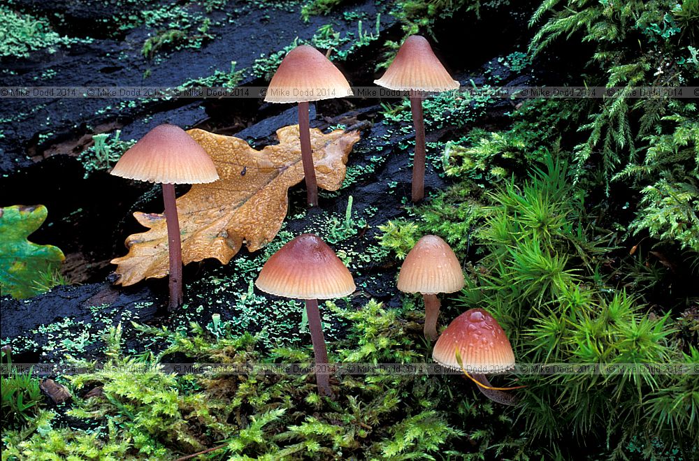 Mycena haematopus Burgundydrop bonnet