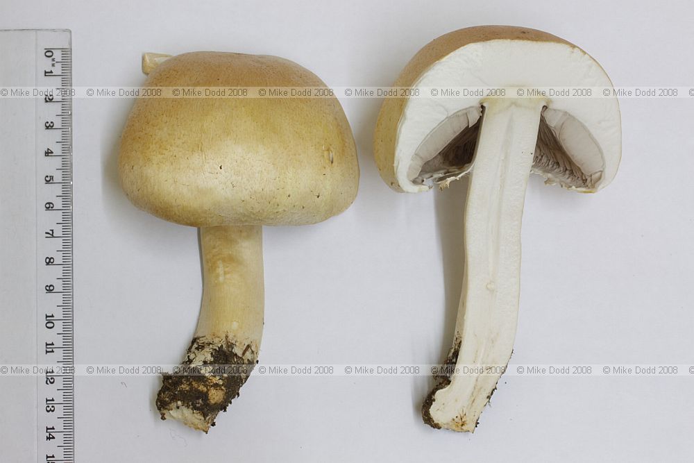 Agaricus arvensis Horse Mushroom