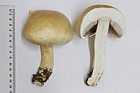 Agaricus arvensis Horse Mushroom