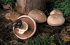 Agaricus langei Scaly wood mushroom