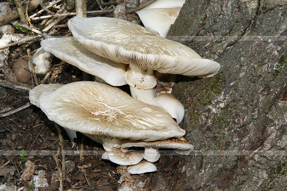 Agrocybe aegerita