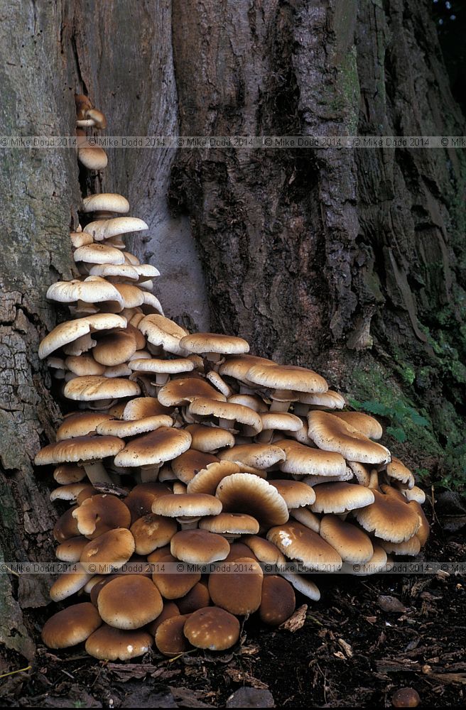 Agrocybe aegerita syn Agrocybe cylindracea Poplar fieldcap