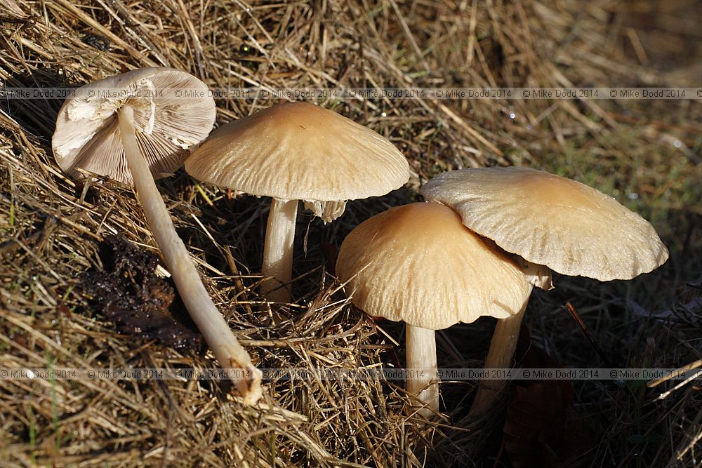 Agrocybe rivulosa Wrinkled Fieldcap (?)