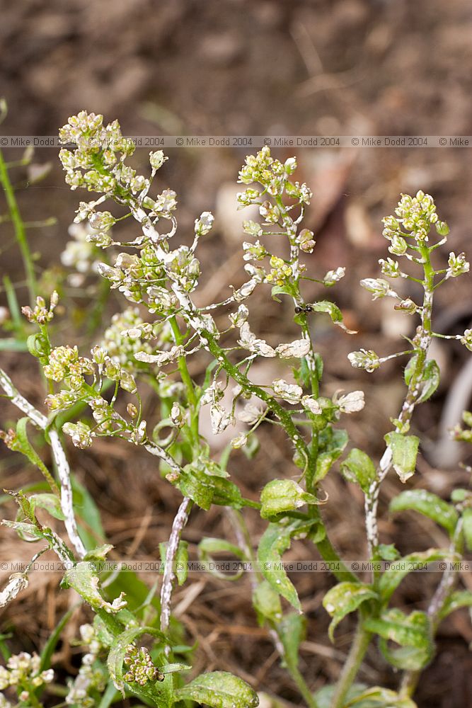 Albugo candida white rust an oomycetes (not a true fungi) growing on Capsella bursa-pastoris