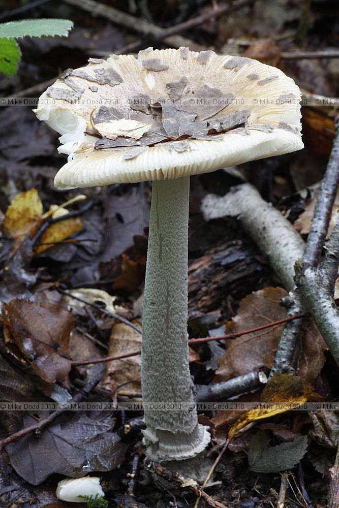 Amanita ceciliae Snakeskin Grisette