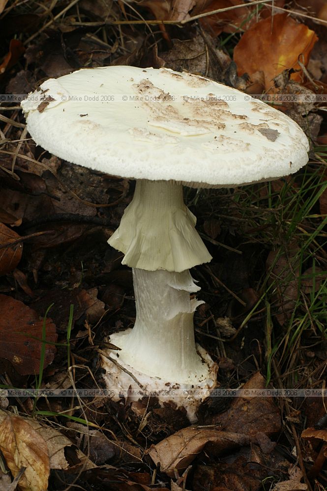Amanita citrina False death cap
