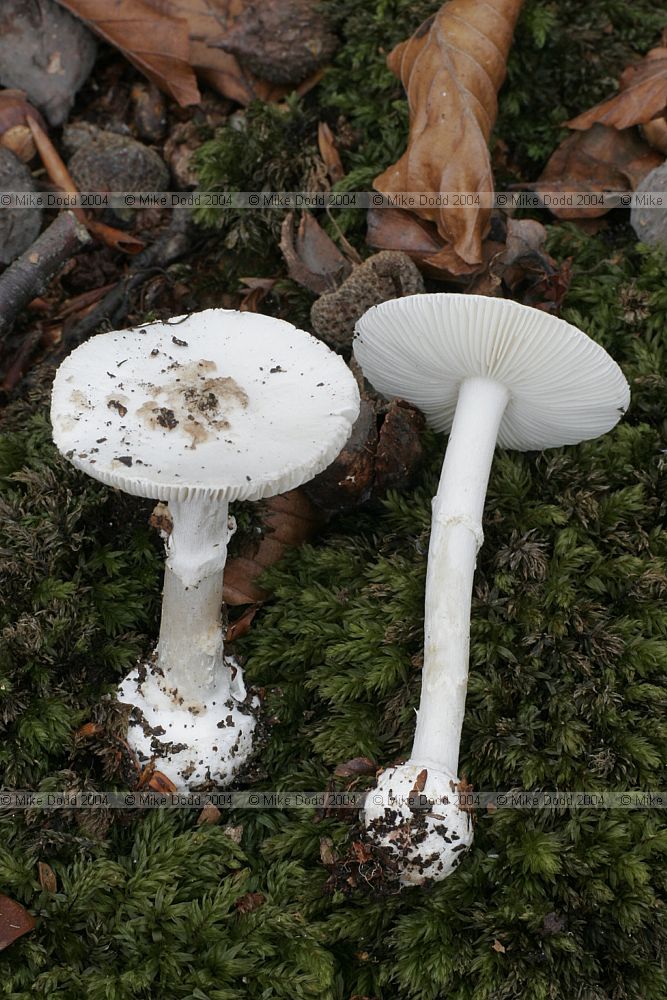 Amanita citrina var alba (probably) False death cap