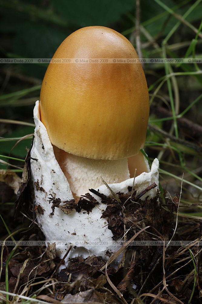 Amanita crocea Orange Grisette