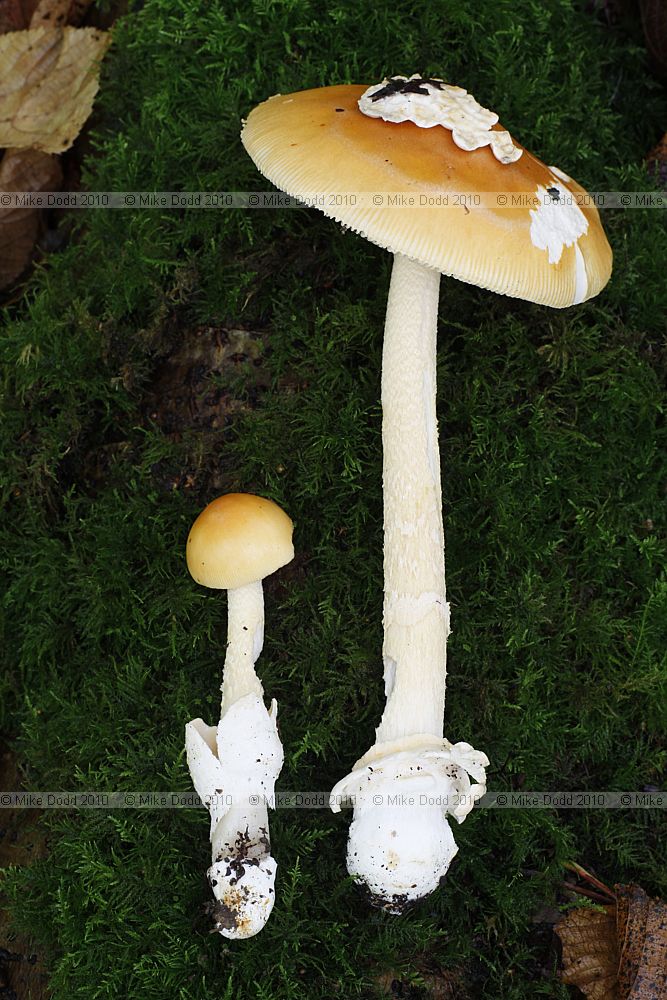 Amanita crocea Orange Grisette