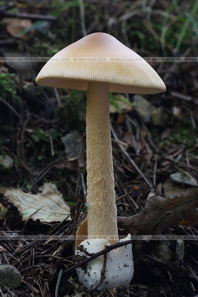 Amanita crocea Orange grisette