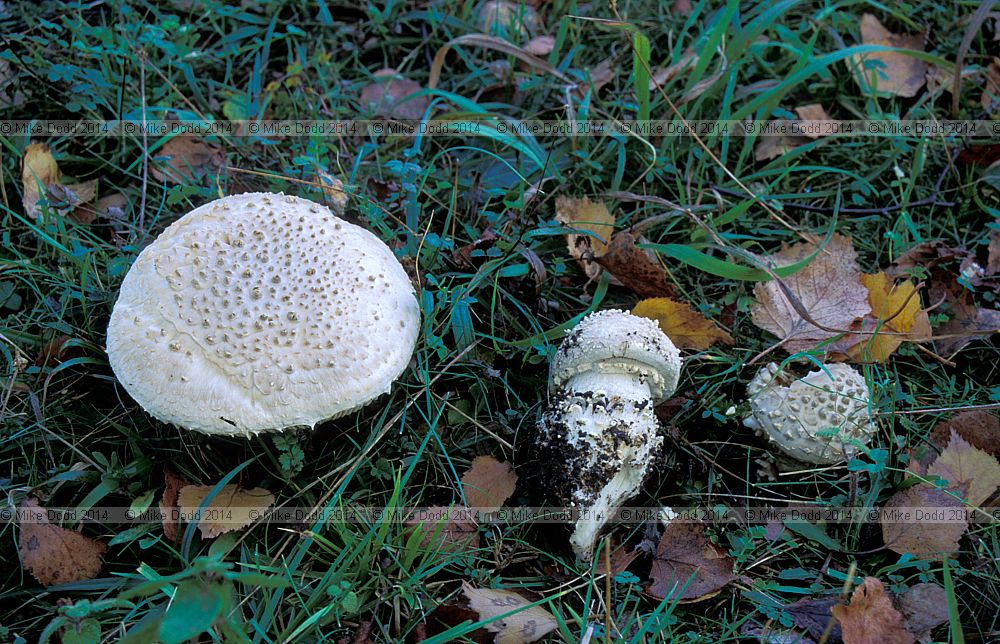 Amanita echinocephala Solitary Amanita