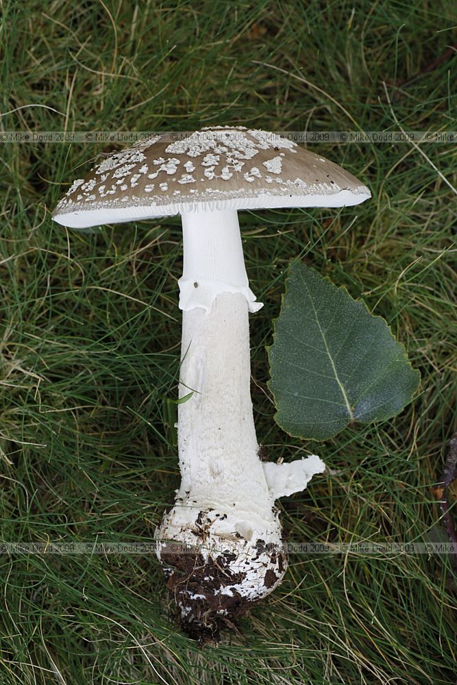 Amanita excelsa Grey spotted Amanita
