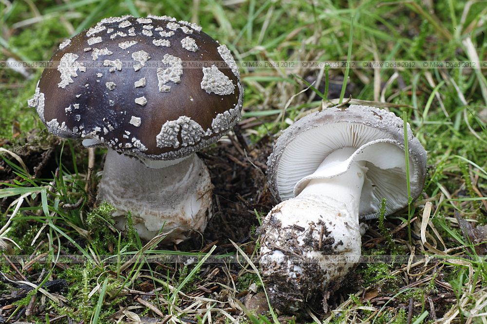 Amanita excelsa Grey Spotted Amanita