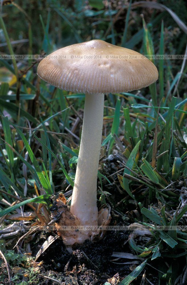 Amanita fulva Tawny Grisette