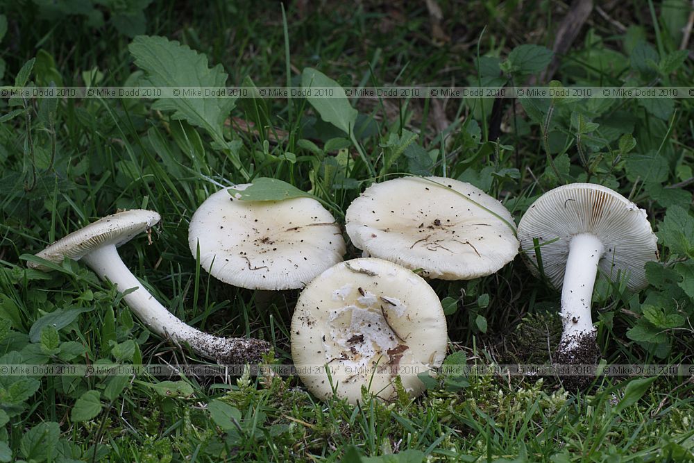 Amanita gemmata Jewelled Amanita