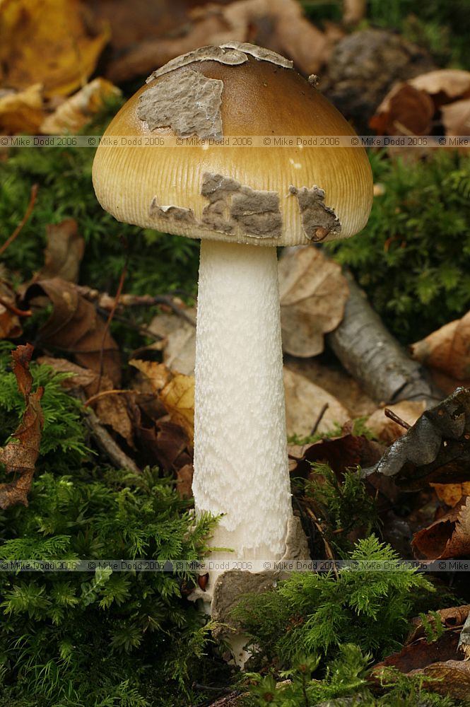 Amanita inaurata syn Amanita ceciliae Snakeskin Grisette