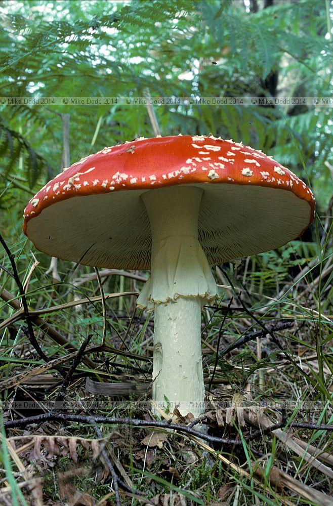 Amanita muscaria  Fly agaric