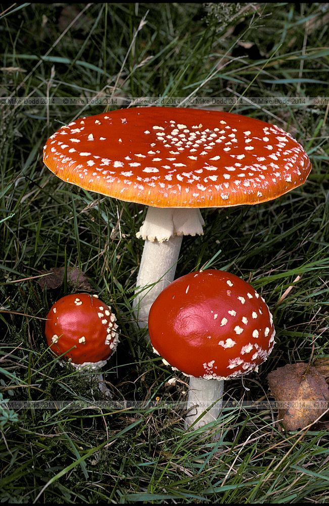 Amanita muscaria  Fly agaric
