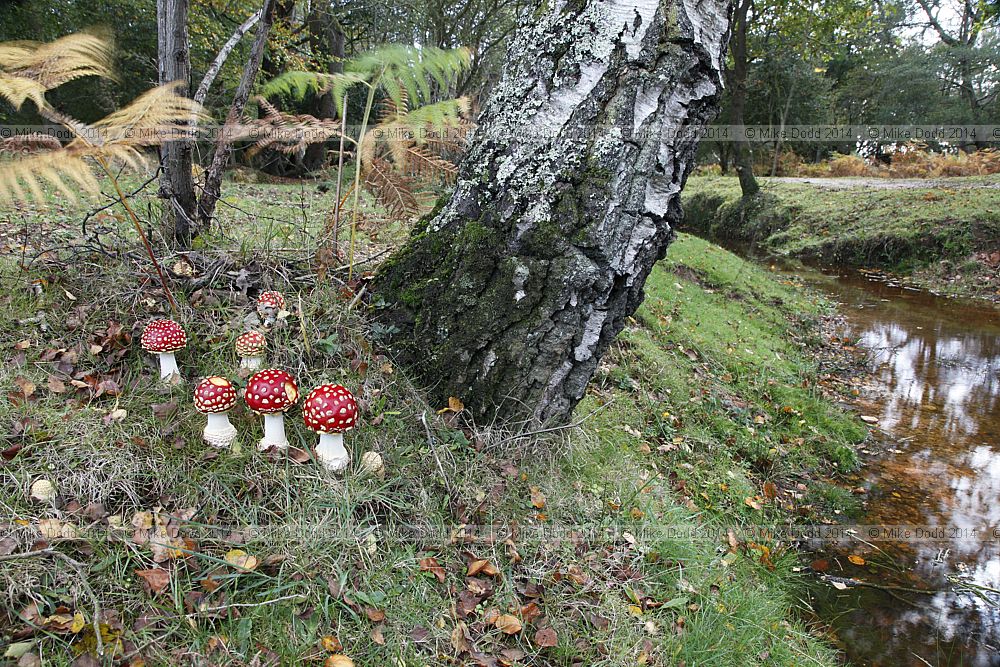 Amanita muscaria Fly agaric
