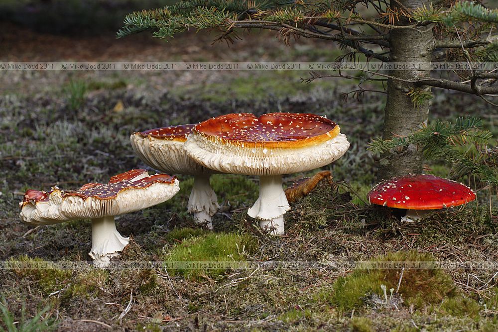Amanita muscaria Fly Agaric
