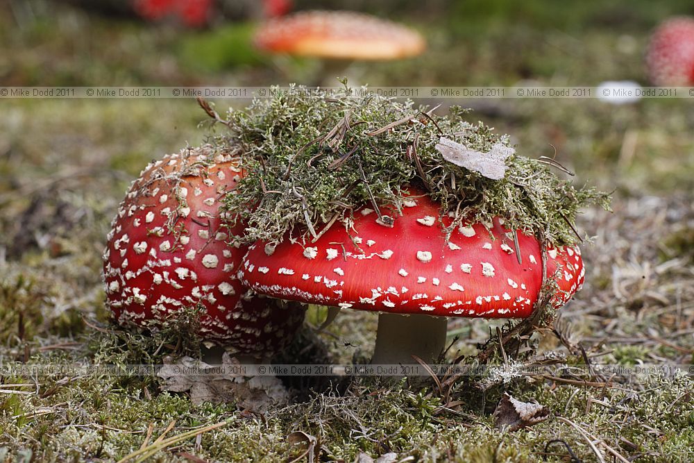 Amanita muscaria Fly Agaric