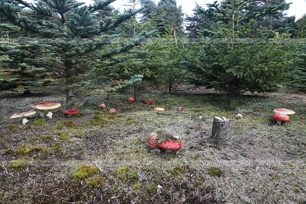 Amanita muscaria Fly Agaric