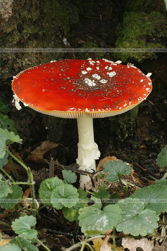 Amanita muscaria Fly Agaric
