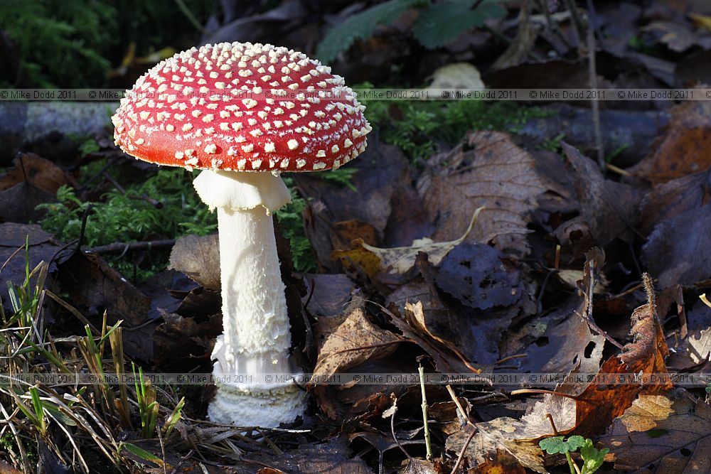 Amanita muscaria Fly agaric