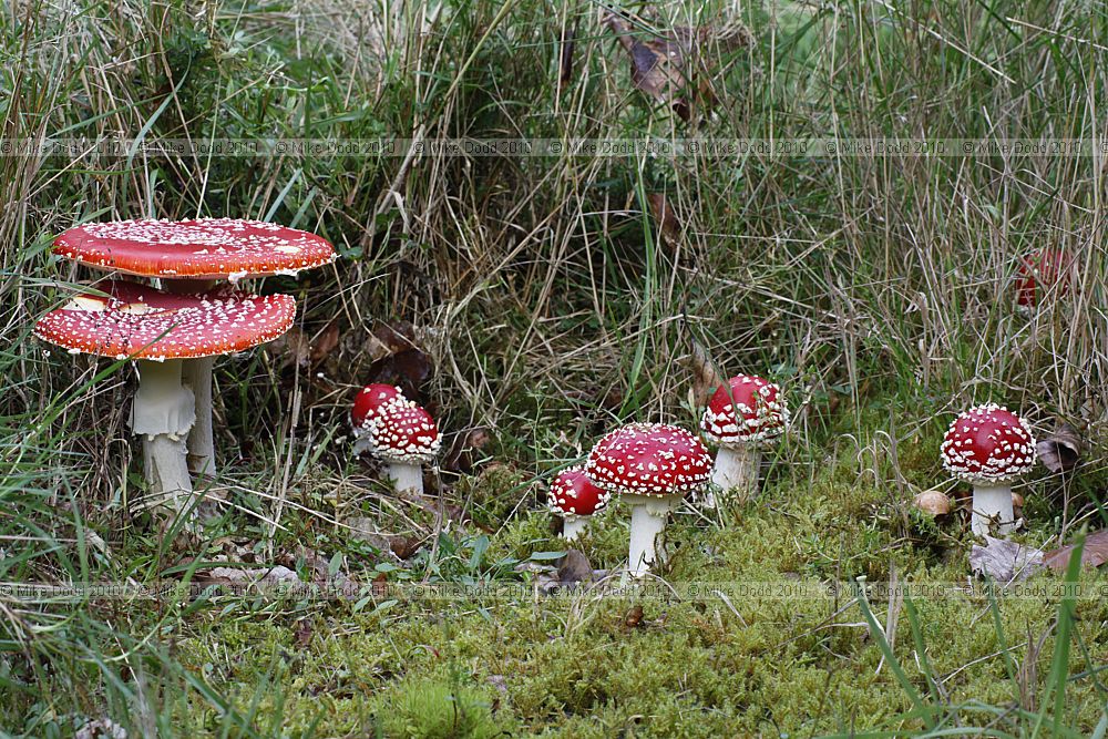 Amanita muscaria Fly Agaric