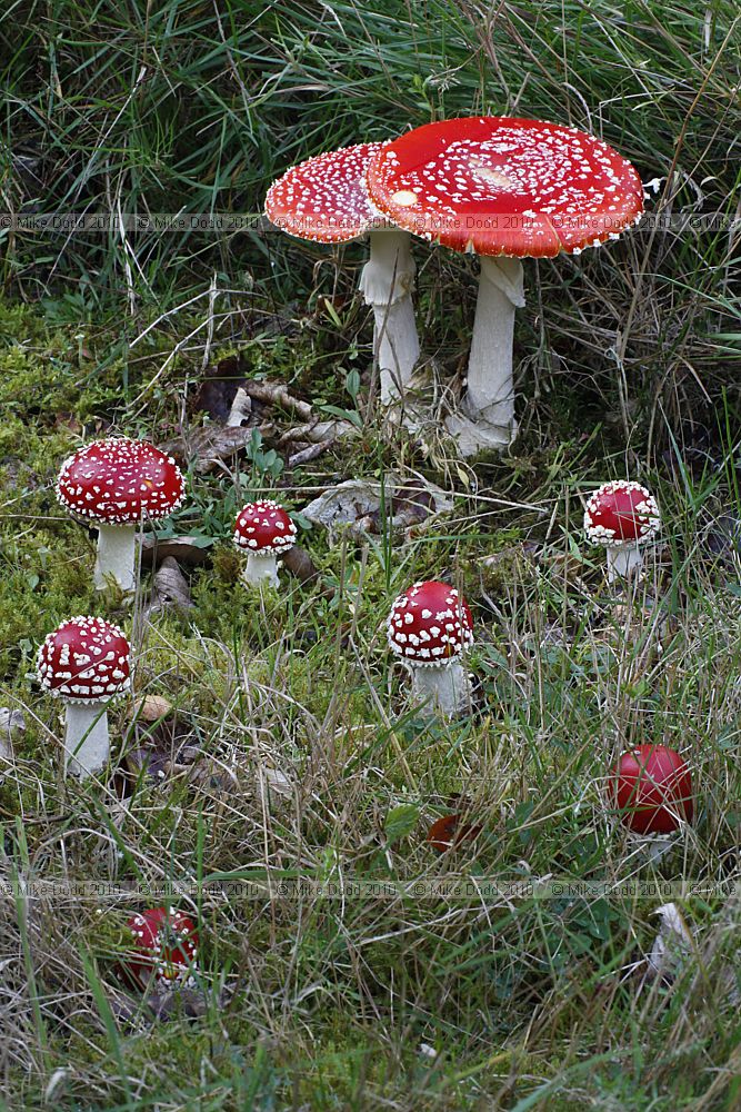 Amanita muscaria Fly Agaric