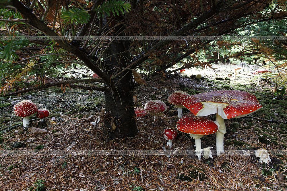 Amanita muscaria Fly Agaric