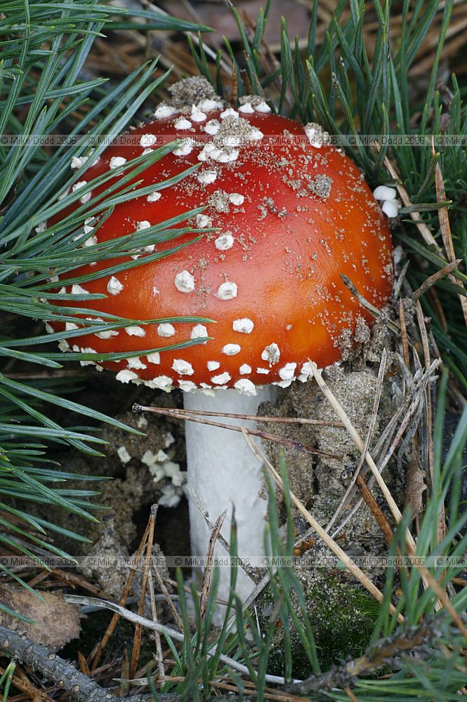 Amanita muscaria Fly Agaric