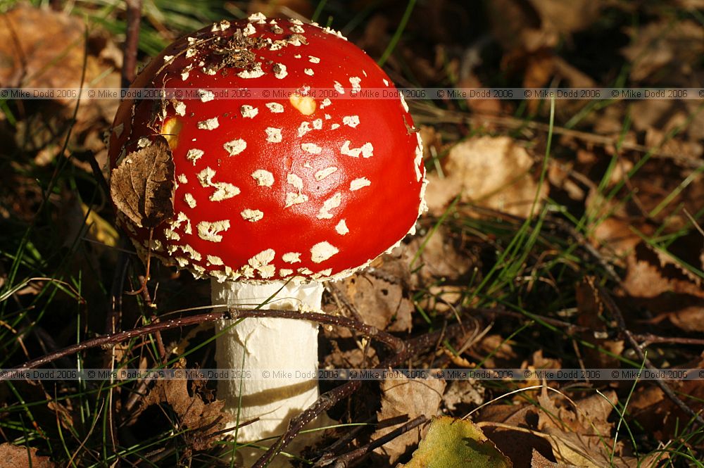 Amanita muscaria Fly Agaric